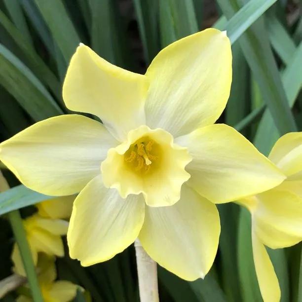 Pipit Daffodil (Narcissus Pipit) Img 1